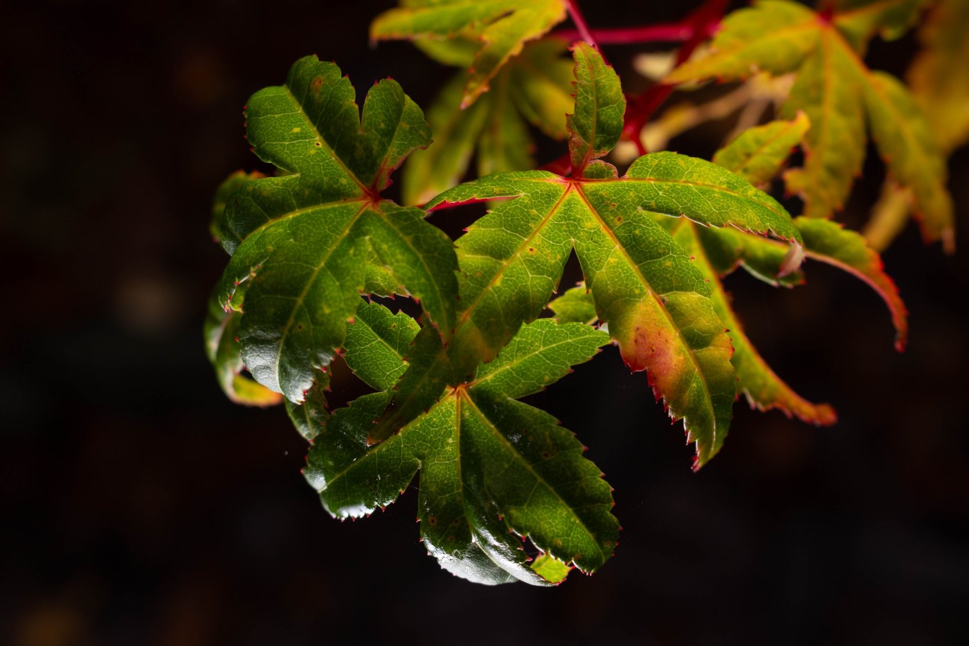 Nature's Stained Glass – Fine Art Canvas Print